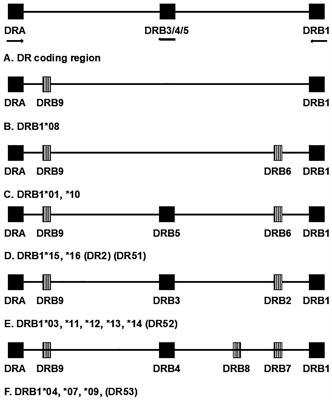 Fifty years of HLA-associated type 1 diabetes risk: history, current knowledge, and future directions